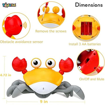 Cute Walking Moving Dancing Crab Learning Crawl